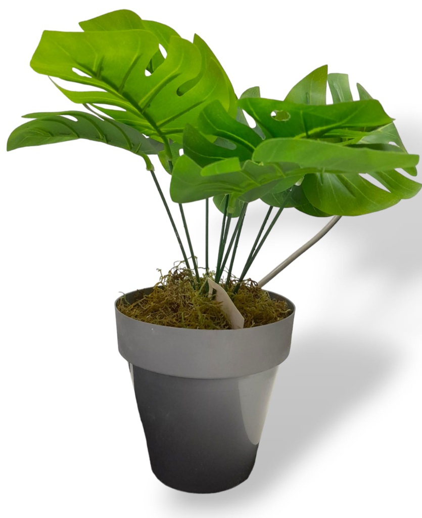 PLANTA DE 35CM