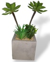 CACTUS 1319