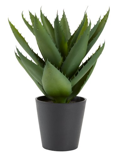 PLANTA CACTUS