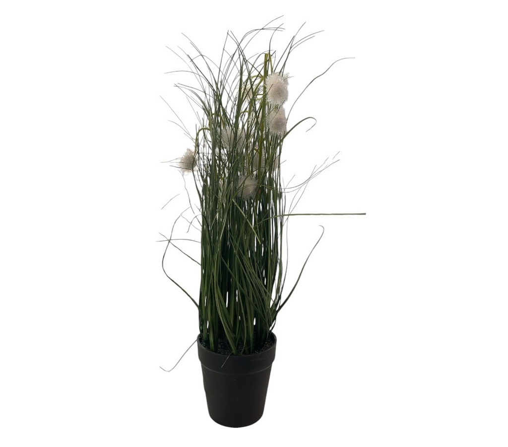PLANTA MATA 300561
