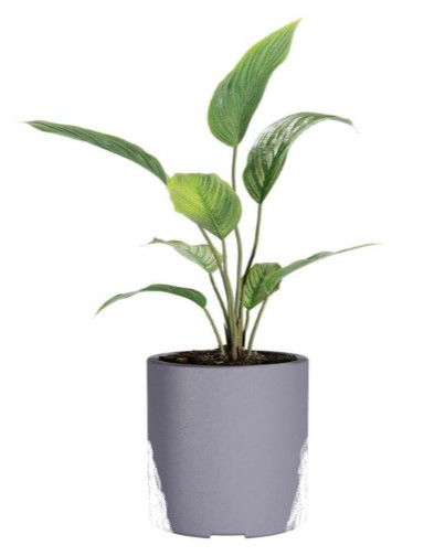 PLANTA GRANDE