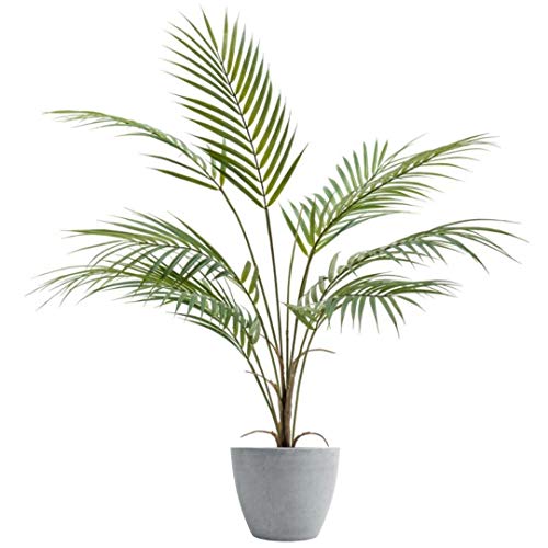 PALMERITA GRANDE