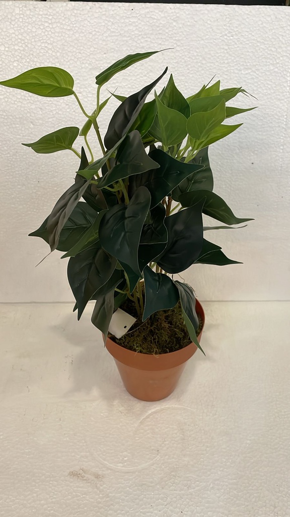 PLANTA MEDIANA CON MACETA