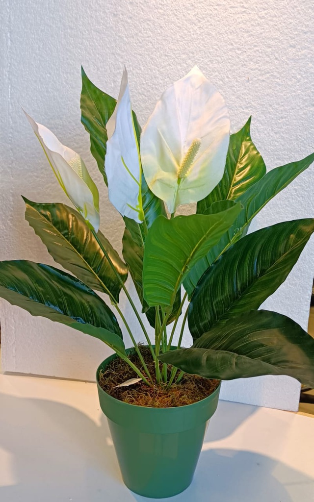 PLANTA CALA