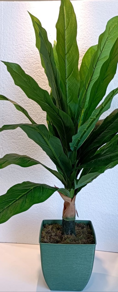 PLANTA GRANDE