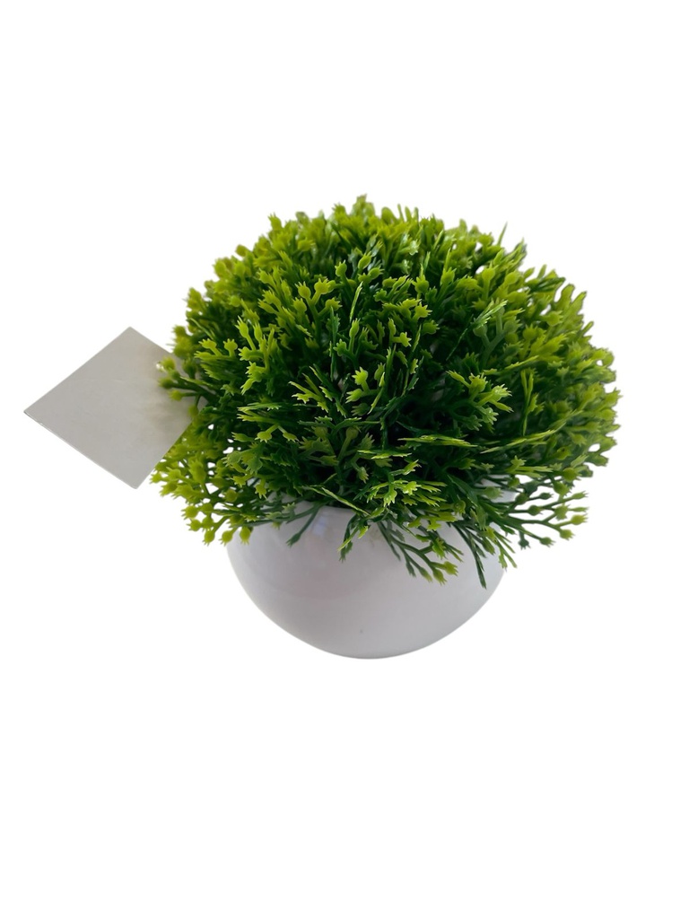 PLANTITAS DA 143
