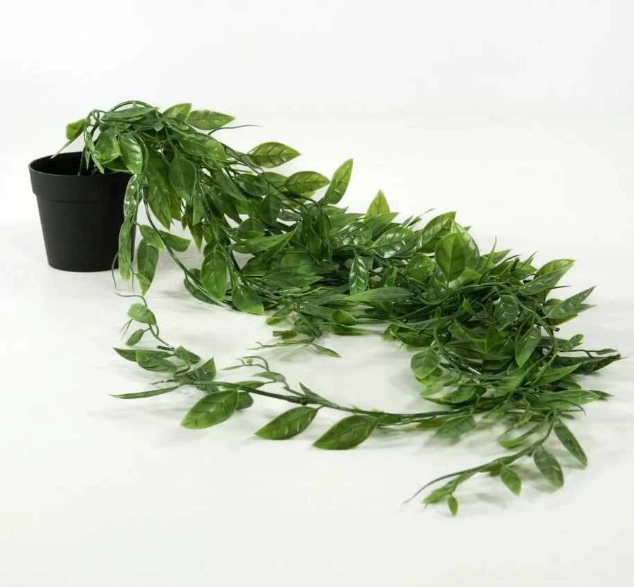 PLANTA COLGANTE