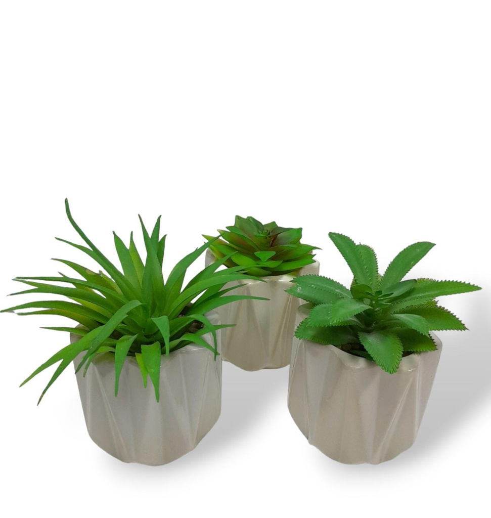 PLANTITAS 1318