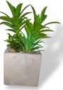 PLANTA 1319
