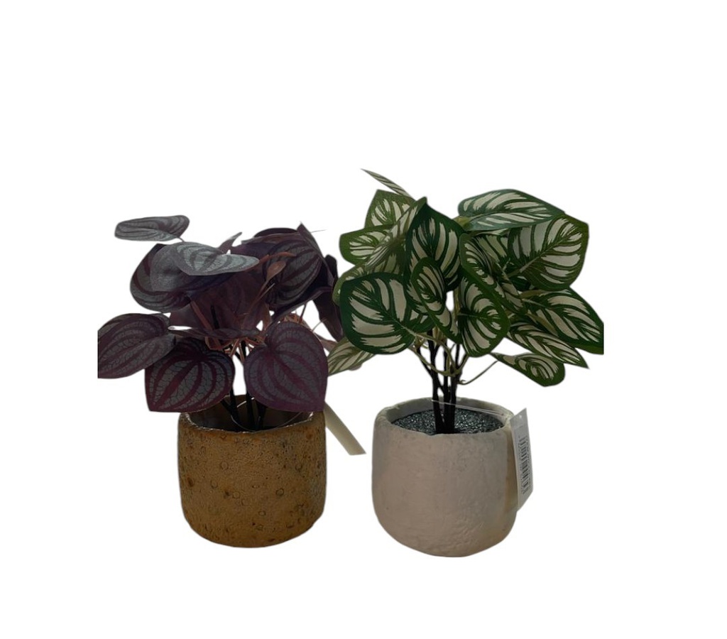 PLANTA LD465