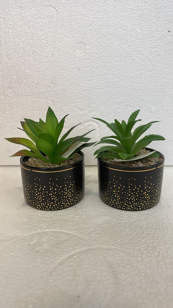 CACTUS 1856
