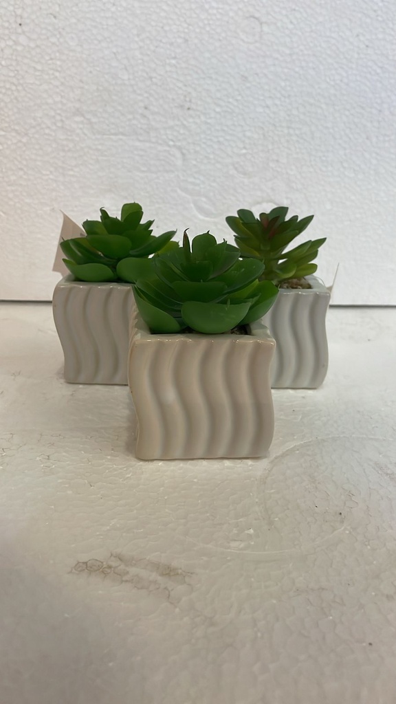 CACTUS 1904