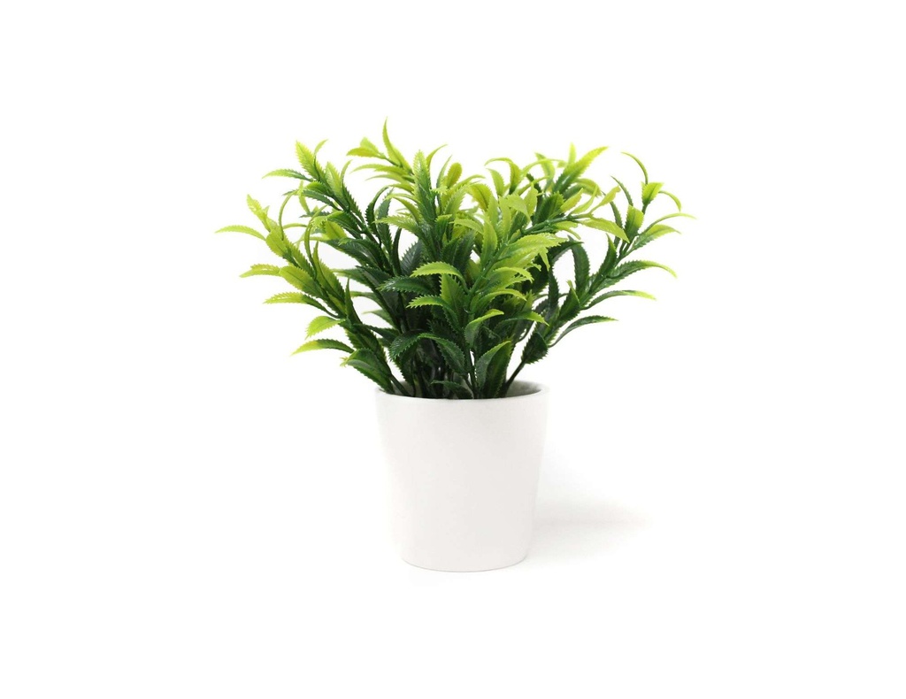 BONSAI PLANTA N 54 12X17 CM BF54