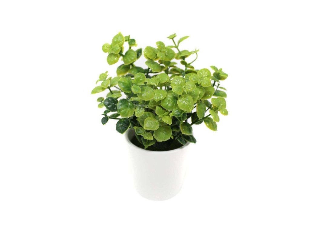 BONSAI PLANTA N 55 10X16 CM BF55