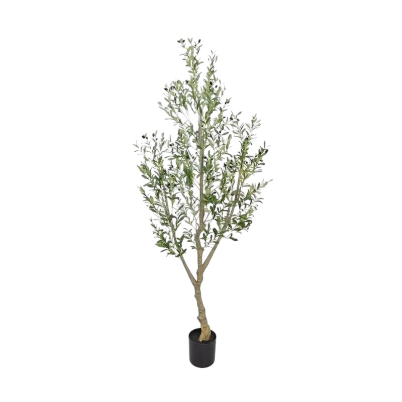 PLANTA OLIVO 220CM PL181