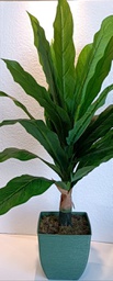 [33514172] PLANTA GRANDE