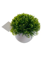 [33668025] PLANTITAS DA 143