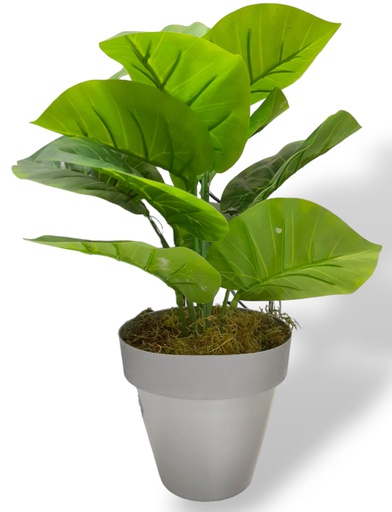 [16512027] PLANTA MATRI DE 35CM