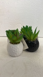 [16512174] CACTUS 1861
