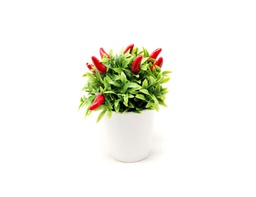 [33668110] BONSAI CHILLY N3 BC3 10X12 CM