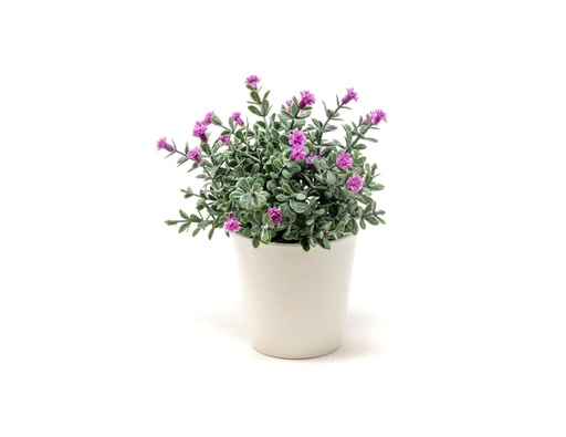 [33668115] BONSAI PLANTA N 49 14X22 CM BF49