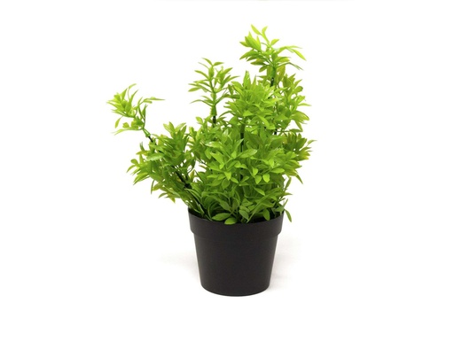 [33668116] BONSAI PLANTA N 50 14X27 CM BF50