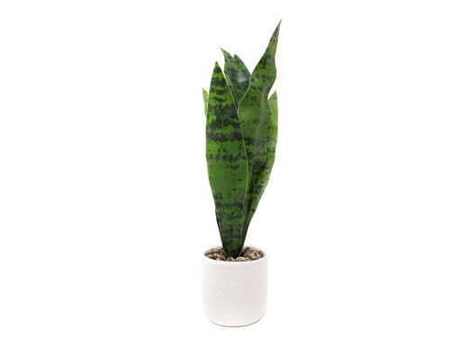 [33668125] PLANTA CON MACETA CERAMICA N1 5X36 CM CR1
