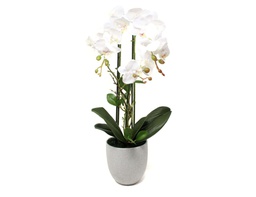[33668130] ORQUIDEA N16 52 CM BLANCA O16