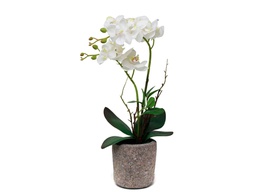 [33668131] ORQUIDEA N9 43 CM BLANCA O9