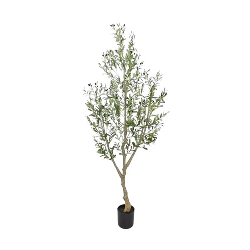 [33668227] PLANTA OLIVO 220CM PL181